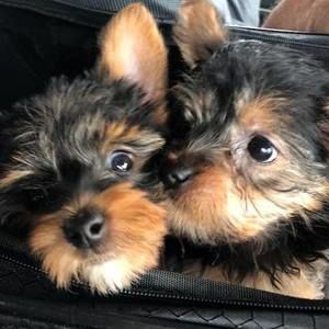 Meet your Posher, Karen